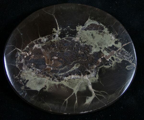 Polished Fish Coprolite (Fossil Poo) - Scotland #8948